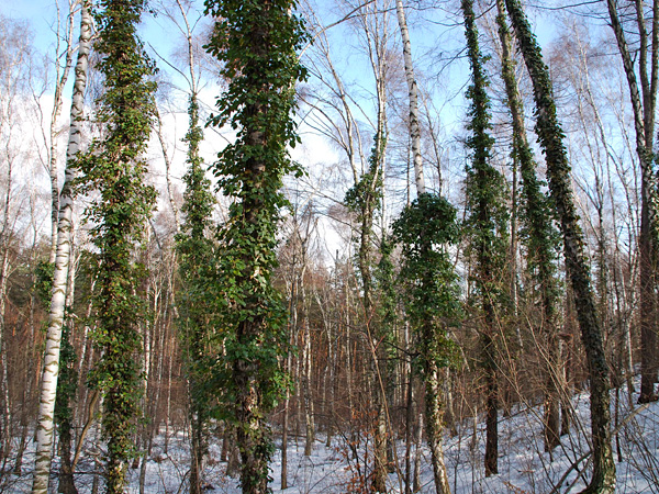 A group of trees in a forest covered from bottom to top with dense green vines. There is snow on the ground