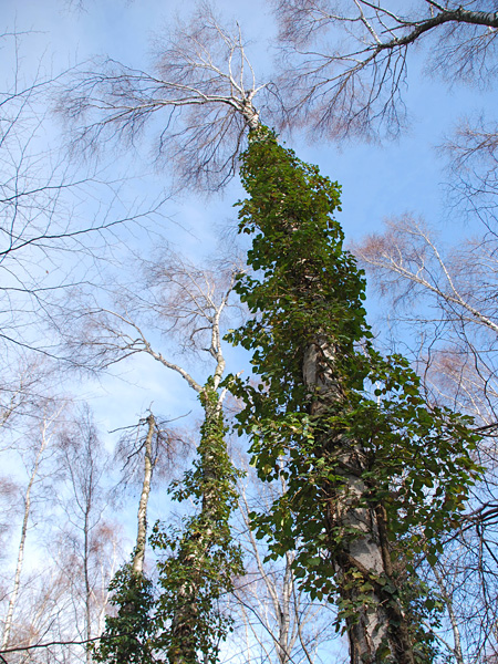 A view from below towards the leafless crowns of three tall birches. Their trunks are entirely covered with dense green vines