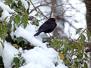 Fresh fruits, hidden snacks, and safe shelters – can ivy be a micro-refuge for wintering birds in Central European forests?