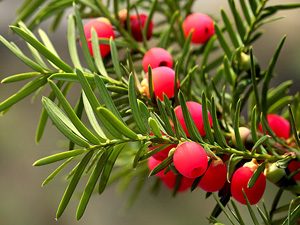 Not so scary yew, or what medieval craftsmen can teach us about the toxicity of yew