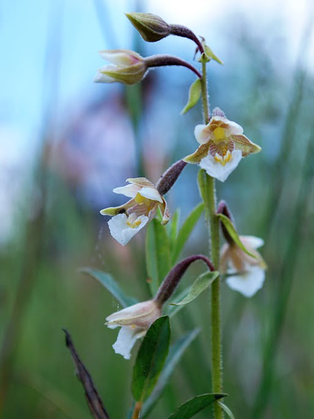 Several white-brown, dorsal flowers growing from a straight, erect stem, pointing downwards