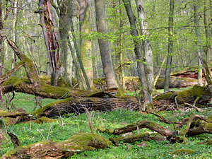 Take part in the action of the Naturalists' Club and contribute to the creation of new nature reserves in the Lesser Poland Voivodeship!