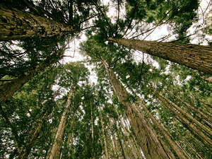 A lichenologist from our Institute took part in the Interdisciplinary Summer School on Forest Ecosystems