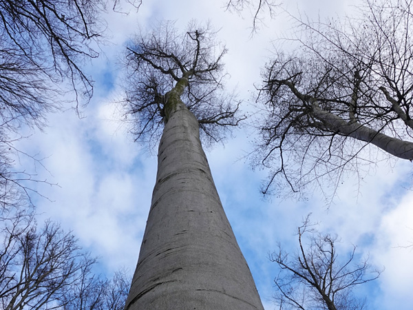 A look from the base of the trunk towards the crowns of a huge leafless tree with smooth grey bark