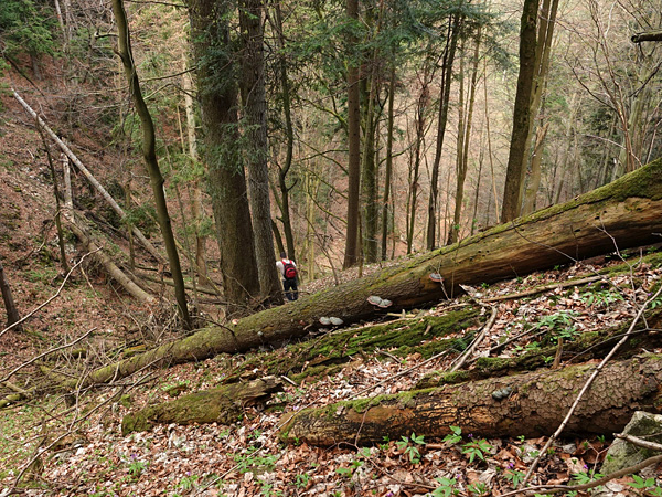 A small human silhouette against the backdrop of mighty trees growing on steep slopes. Huge logs of dead wood lie around