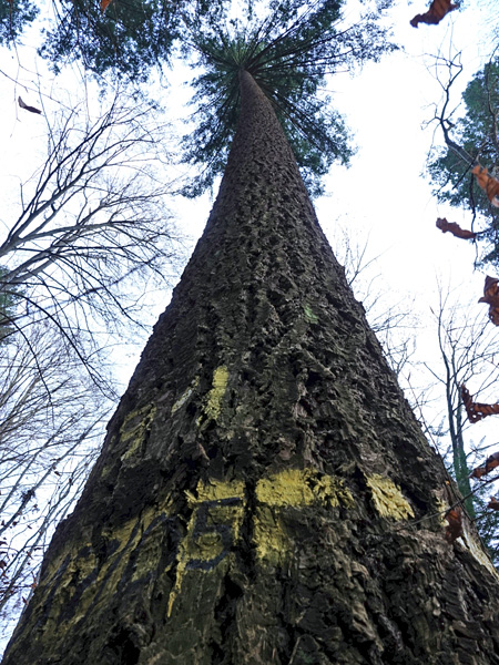 A look from the base of the trunk towards the crowns of a huge coniferous tree with dark, cracked bark