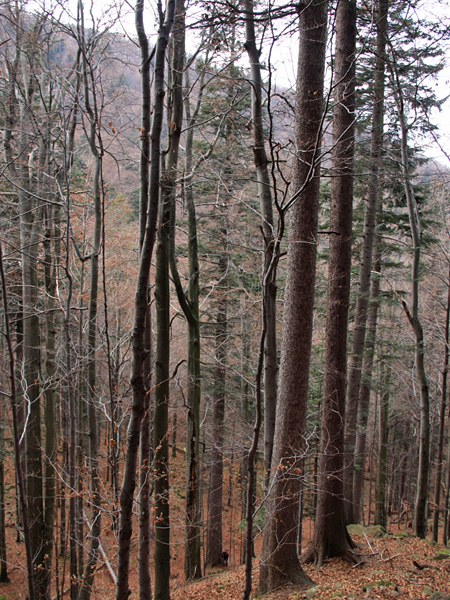 A view down a slope of a tall conifer in the distance, somewhat obscured by the trunks and crowns of trees standing closer