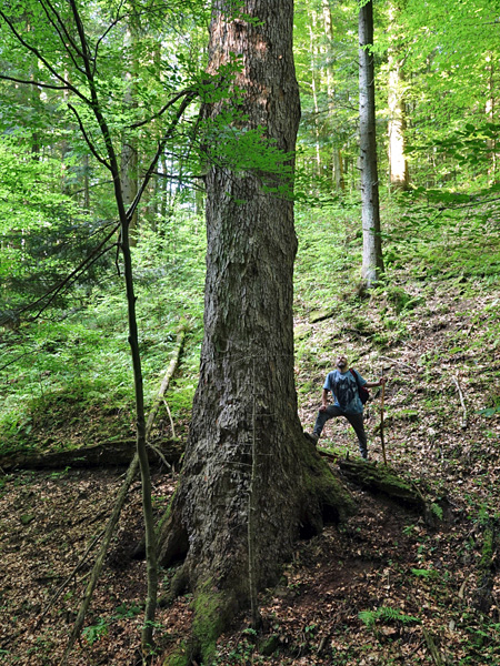 A man stands at the foot of a huge tree growing on a steep slope. He leans on a stick and looks up