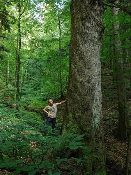 A man in a T-shirt leans against the trunk of a huge tree. In the background is a dense, vividly green, dark forest