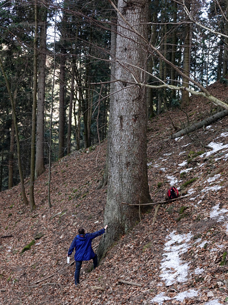 A huge tree on a steep, leafy slope. A man in a blue jacket leans against the trunk and looks up