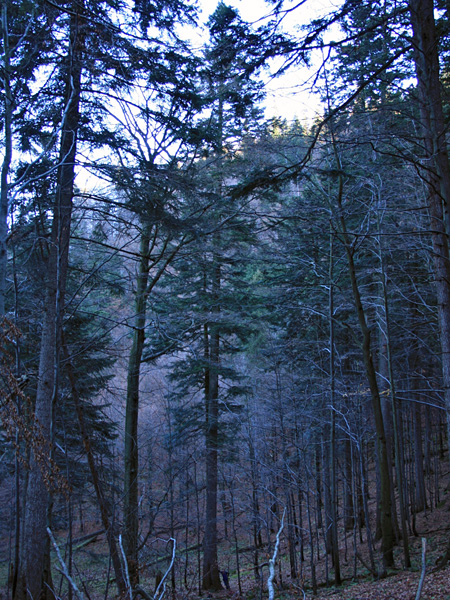 A tall conifer tree looms over the other trees in the dim light of approaching dusk