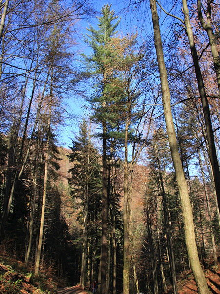 Partially hidden by the trunks and crowns of other trees, a slender conifer with a green crown illuminated by the sun