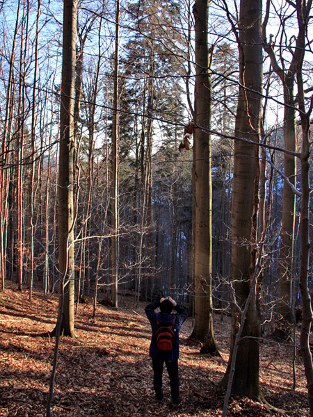 A man with a backpack aims an optical device at a large coniferous tree visible in the distance among the leafless beeches