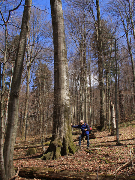 A man in field clothes leans his hand against the trunk of a huge tree in the middle of a sun-drenched leafless forest