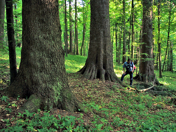 A man in a T-shirt stands next to three thick tree trunks. In the background, a lush green deciduous forest