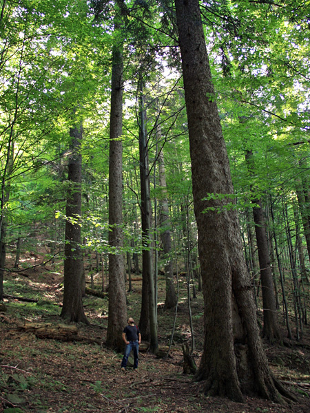 The man looks into the crowns of one of the huge trees towering over him. Behind him, the forested area rises upwards