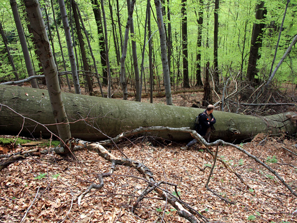 A huge tree trunk lying on a forest slope. It is so thick that it reaches the shoulders of the man leaning against it