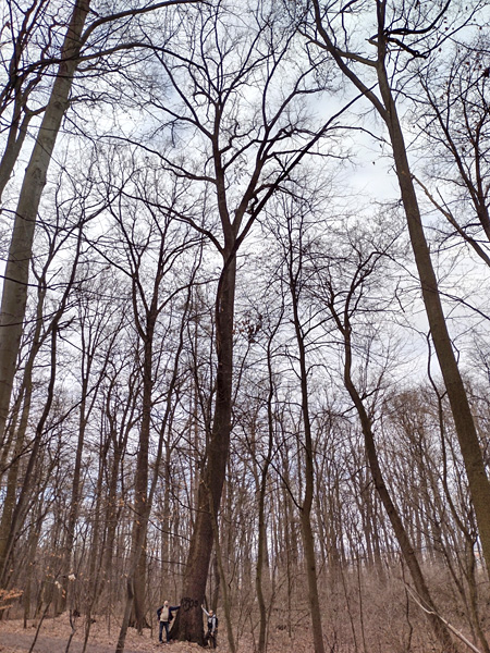 A group of tall leafless trees. Two men lean against one of them. Their silhouettes look miniature