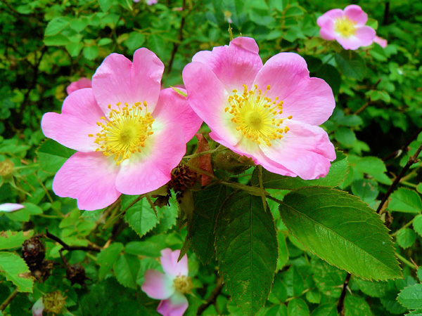 Close-up of a group of flowers with large pink petals and yellow stamens. In the background, a thicket of lush green leaves