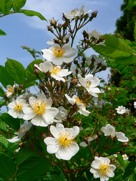 A branch with a large number of flowers with white petals and yellow stamens against a blue sky background