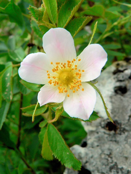 Close-up of a delicate flower with white flowers, pinkish in the center, and yellow stamens