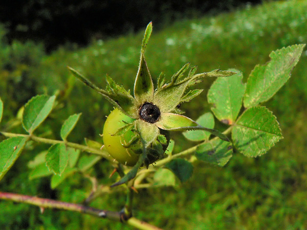 Close-up of a branch with an unripe, green, bulging fruit covered with tiny thorns