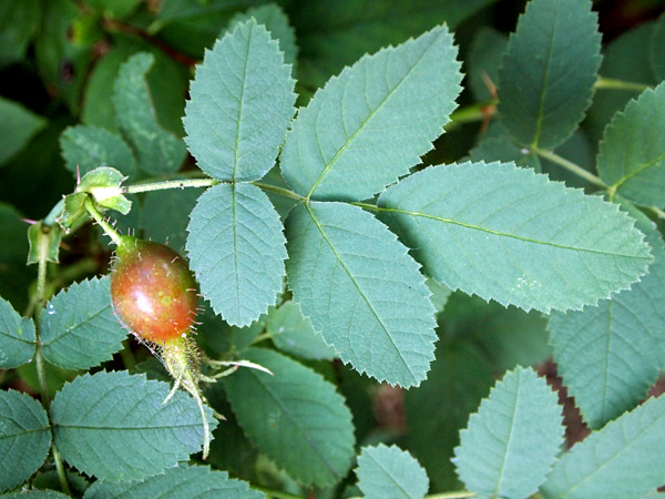 A reddening, inconspicuous fruit, covered with tiny thorns, on a branch with dark green, matte, pinnately compound leaves