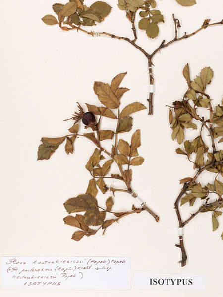Three dried brown twigs flattened on a sheet of paper. A label with a handwritten description is glued to the sheet
