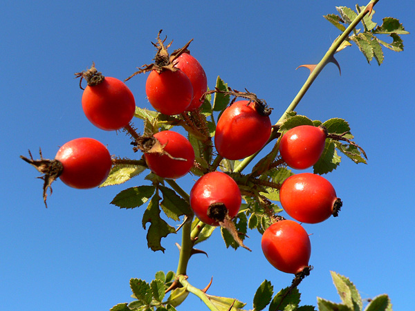 A branch with a group of red fruits, shining in the sun. On the branch there are large thorns and small leaves