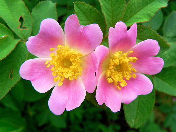 Close-up of two flowers with five impressive pink petals and yellow stamens with large anthers. Green leaves in the background