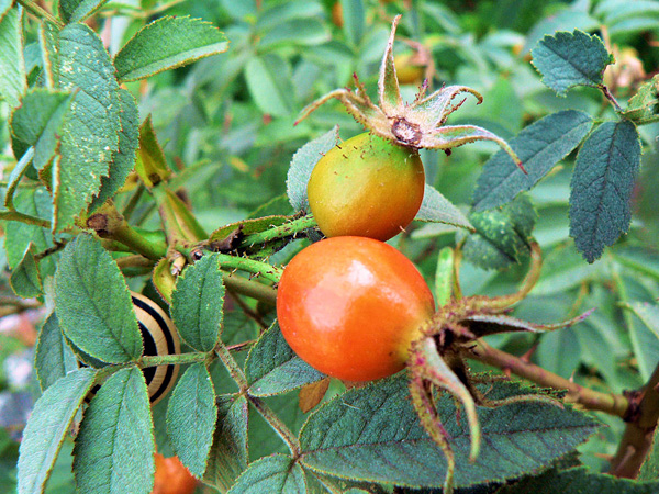 Two reddish fruits, not quite ripe yet, on a branch with tiny thorns, among pinnately compound leaves