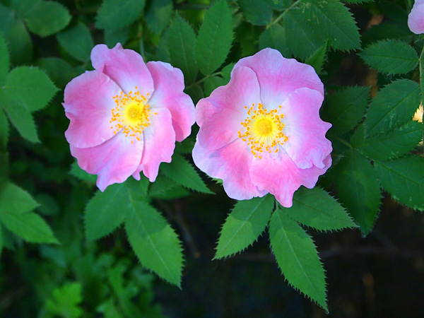 Close-up of two flowers with five pink petals and yellow stamens with tiny anthers. Leaves in the background are in shadow