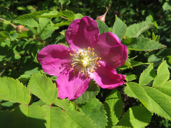 A close-up of a sun-drenched, dark pink flower with wrinkled petals. It grows on a branch with light green leaves