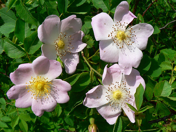 Close-up of four flowers with light pink petals and yellow stamens with brown anthers among the leaves