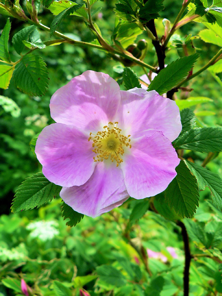 Close-up of a pink flower with yellow stamens on a thin branch. In the background, lush green vegetation
