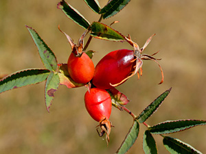 Dr. Ryszard Popek's priceless collection of roses in the Herbarium KRAM