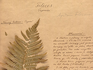 The legend of the fern flower in Seweryn Udziela's Herbarium