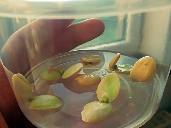 A hand-held plastic container with several greenish seedlings resembling split beans