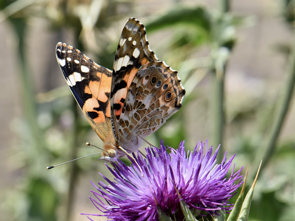 A butterfly with orange, brown, black and white spotted wings sits in full sun on a purple thistle inflorescence