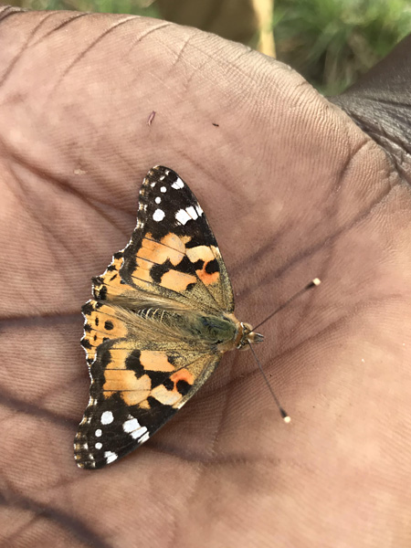 A butterfly with flat spread wings in orange, brown, black and white spots sits on the hand of a black person