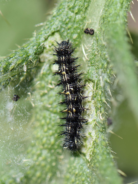 A black caterpillar with a yellow stripe on its back and thorny appendages crawls up the stem of a thorny plant