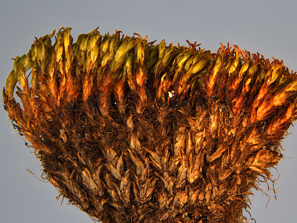 A fragment of a moss clump seen from the side, with shoots green at the top, orange below, and brown at the bottom, very dry