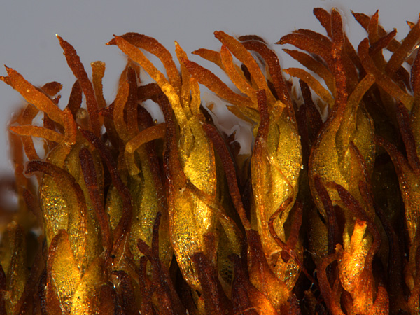 Close-up of the green-orange tips of the moss shoots. At the very top, they are thread-like and branched in many ways