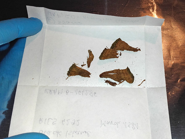 A hand in a latex glove holds an unfolded sheet of white paper with several brown pieces of moss on it
