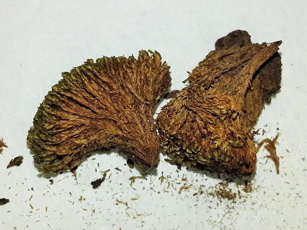 Side view of two fragments separated from a moss clump. They are dried, brown, but with a preserved greenish color at the top