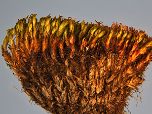 Two million years of life in Antarctica – the history of moss written in DNA