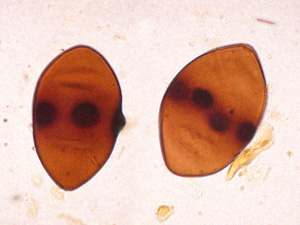 An exotic terrestrial-aquatic fungus from the Miocene of Poland – a unique find in Europe