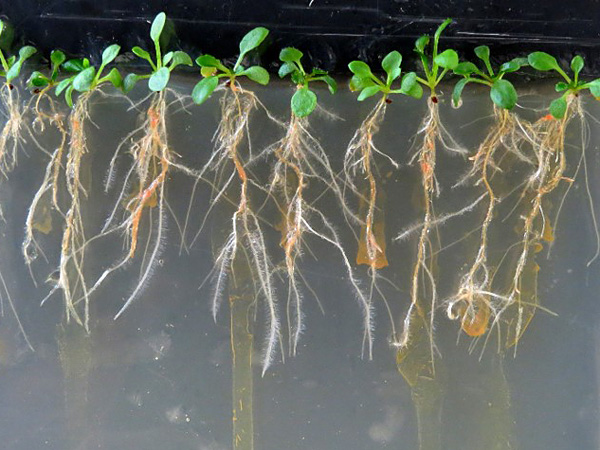 Several young plants growing in a row in a gelatinous, transparent substrate. They have well-developed, long roots
