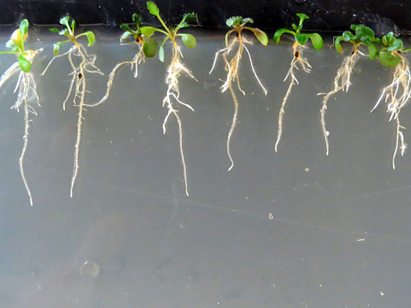 Several young plants growing in a row in a gelatinous, transparent substrate. They are rachitic and have short roots