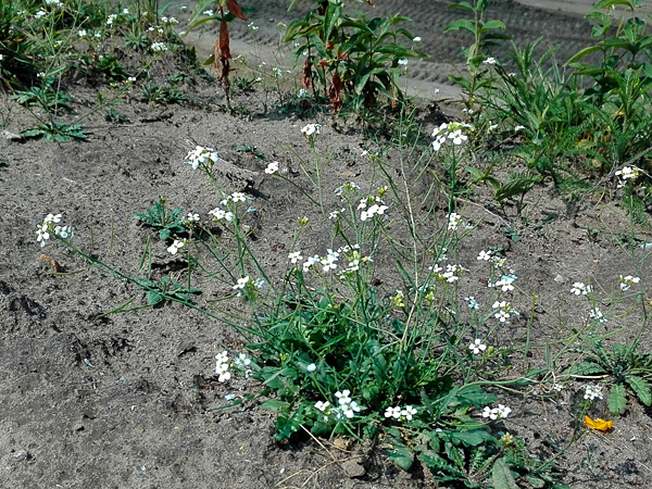 A small plant with a dense rosette of leaves and long stems with white inflorescences growing on gray, sandy soil